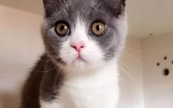 波波茶是什么品种的猫 这种猫可是猫中精灵哦！