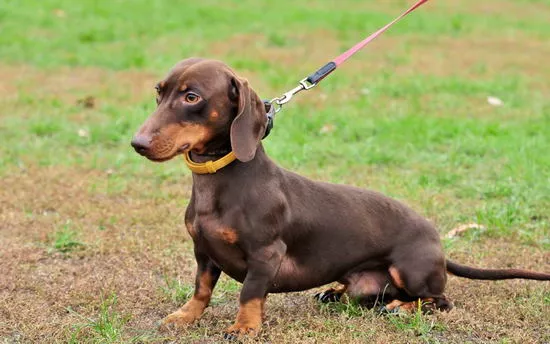 腊肠犬价格介绍 腊肠犬多少钱一只1