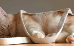猫睡觉会做梦吗 它们真正要睡多久？