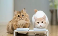 成年猫一天吃多少猫粮 猫粮喂养指南