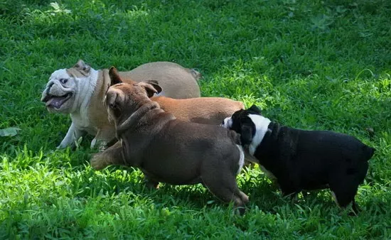 美国恶霸犬怎么训练 美国恶霸犬训练教程1