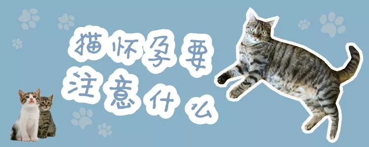 猫怀孕要注意什么