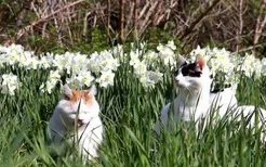 水仙对猫有毒吗 还有这些花也都是毒花！