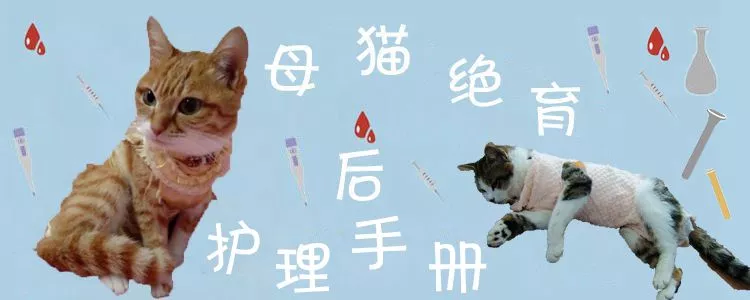 母猫绝育后护理手册