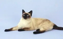 暹罗猫纯种辨认 纯种暹罗你认出来了吗？
