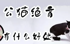 公猫绝育有什么好处