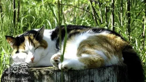 怎么训练西伯利亚猫装死 科学的训练技巧