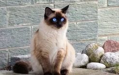 布偶猫和暹罗猫区别 它俩真的长得像吗？