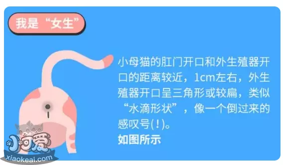 暹罗猫怎么分公母 看PP就可以知道哦！暹罗猫怎么分公母 看PP就可以知道哦！暹罗猫怎么分公母