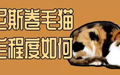 柯尼斯卷毛猫掉毛程度如何