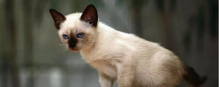暹罗猫冬天怕冷吗 怕冷甚至还会变色呢！