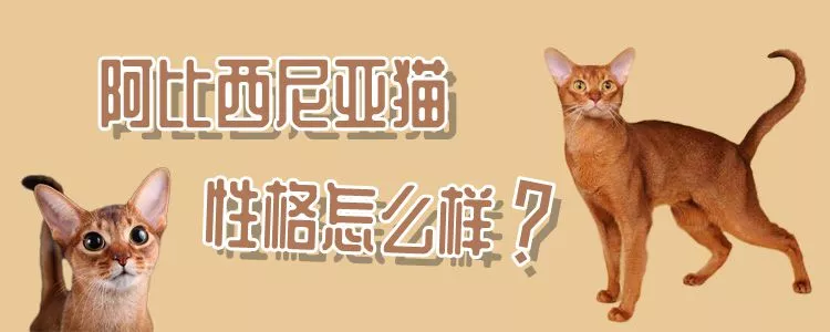 阿比西尼亚猫性格怎么样