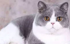 猫咪吐舌头原因 是不是看起来很可爱？