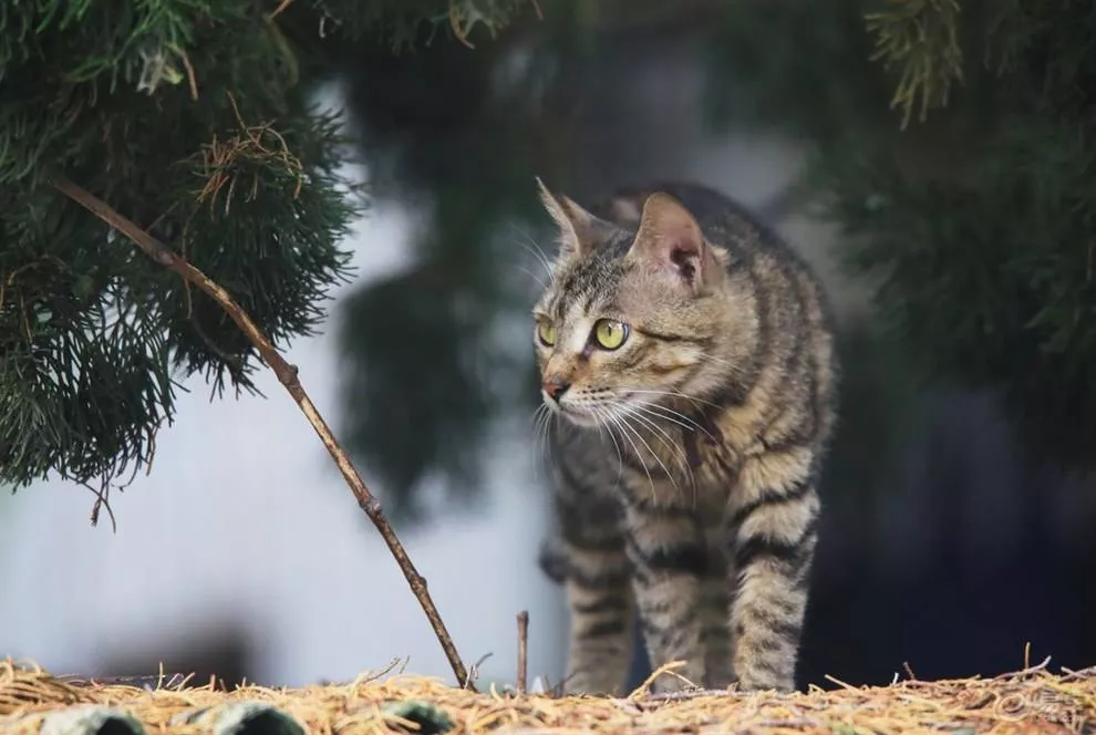 胖胖的猫是什么品种 十只橘猫九只胖