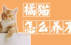 橘猫怎么养不胖