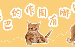 猫尾巴的作用有哪些