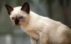 暹罗猫会根据温度变色嘛 这是暹罗的独特技能！