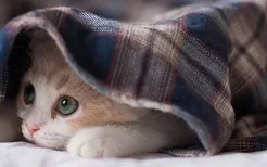 猫怕冷怎么办 如何给猫咪保暖