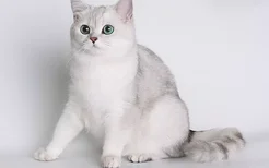 胖胖的猫是什么品种 十只橘猫九只胖