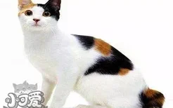 日本短尾猫抽搐怎么办 日本短尾猫抽搐原因介绍