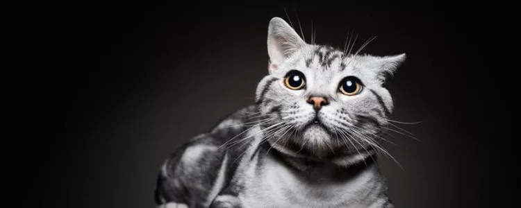 世界猫咪智商排行 有些猫咪的智商还是比较高的！