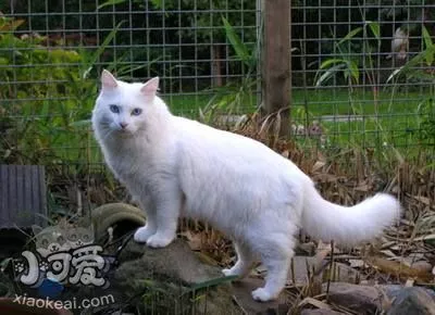 土耳其梵猫乳腺肿瘤如何治 乳腺治疗方法