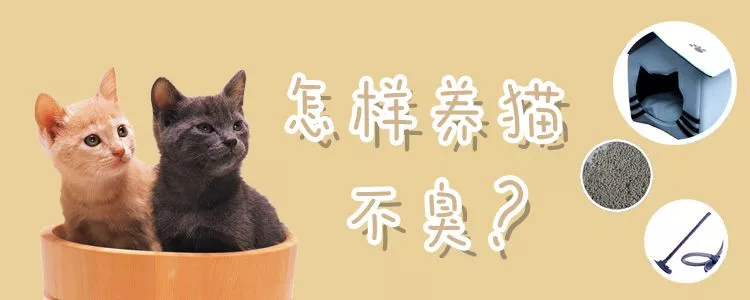 怎样养猫不臭