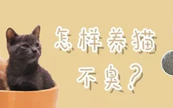 怎样养猫不臭