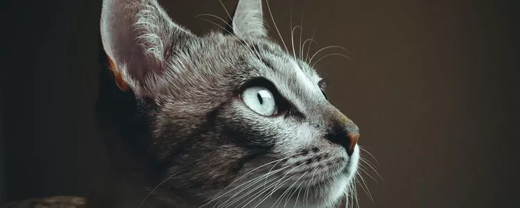 30个猫咪冷知识 不得不说猫真是一个神秘物种