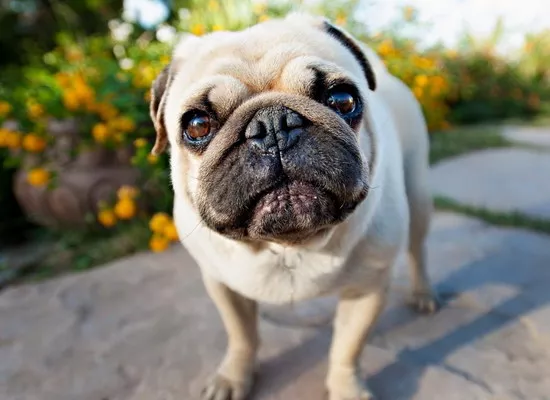 巴哥犬好养吗 八哥犬好不好养1