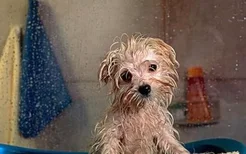 狗狗几个月可以洗澡 幼犬什么时候可以洗澡