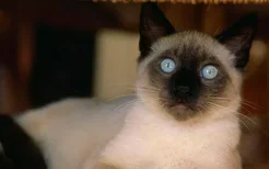 暹罗猫能活几年 寿命和你是否精心饲养有很大的关系！