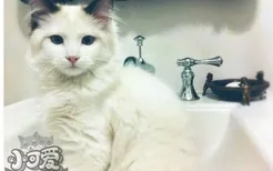 伯曼猫尿结石怎么办 猫咪尿结石治疗方法
