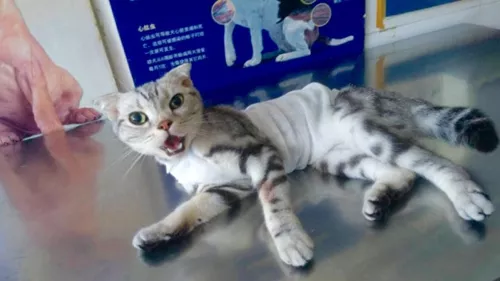 猫咪绝育后会变傻吗 猫咪绝育变傻是真的吗