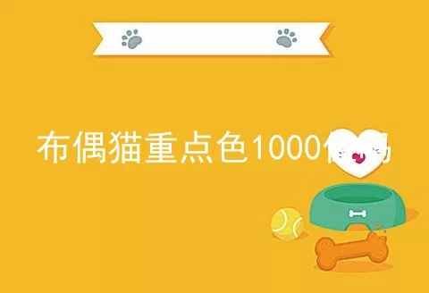 布偶猫重点色1000值吗