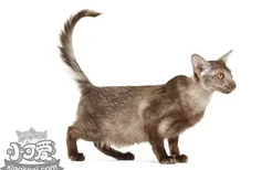 爪哇猫吐黄水怎么回事 爪哇猫吐黄水原因介绍