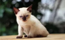 暹罗猫一个月吃多少猫粮 小猫需要喂奶哦！