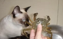 猫咪能不能吃蒸熟的蟹