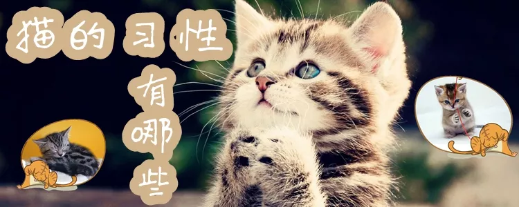 猫的习性有哪些