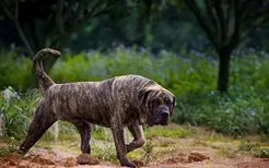 世界十大禁养猛犬图片 看到绕道走别去送人头！