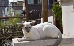 东方短毛猫生病怎么照顾 学习照顾生病的猫咪