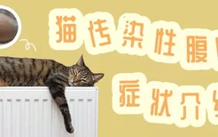 猫传染性腹膜炎症状介绍