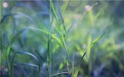 菊花和普洱茶可以一起泡茶吗