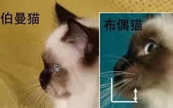 雪鞋猫和布偶猫的区别 看完你就懂了！