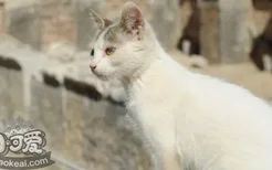 土耳其梵猫口水多怎么回事 土耳其梵猫口水多原因介绍