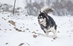 阿拉斯加犬怎么训练 阿拉斯加犬训练教程