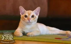 缅甸猫会装死吗 缅甸猫装死训练法