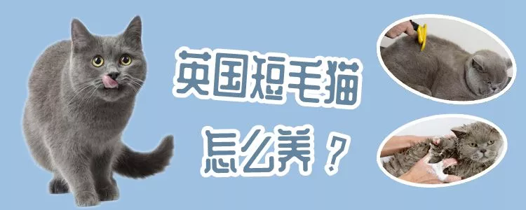 英国短毛猫怎么养