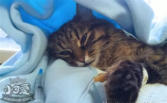 猫杯状病毒怎么治疗 猫杯状病毒治疗方法