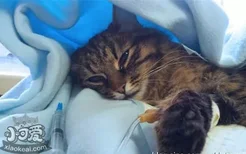 猫杯状病毒怎么治疗 猫杯状病毒治疗方法